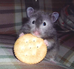 hamster-eating-alone